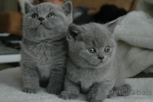 Photo №1. british shorthair - for sale in the city of Мюнхен-Флугхафен | negotiated | Announcement № 32653