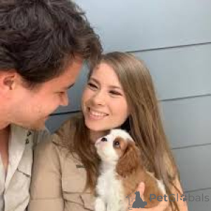 Photo №2 to announcement № 165589 for the sale of cavalier king charles spaniel - buy in Netherlands private announcement, breeder