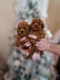 Additional photos: Red toy poodles