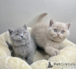 Photo №1. british shorthair - for sale in the city of Helsinki | 250$ | Announcement № 111229