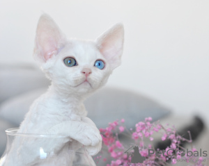 Photo №2 to announcement № 44543 for the sale of devon rex - buy in Netherlands breeder