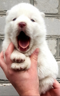 Photo №1. siberian husky - for sale in the city of Dace | 311$ | Announcement № 4138