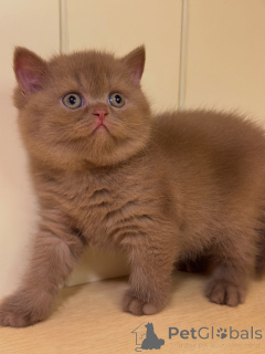 Photo №2 to announcement № 177433 for the sale of british shorthair - buy in Switzerland private announcement