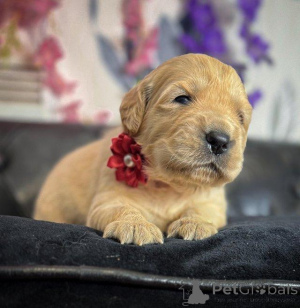 Photo №4. I will sell golden retriever in the city of Antwerp. private announcement - price - Is free