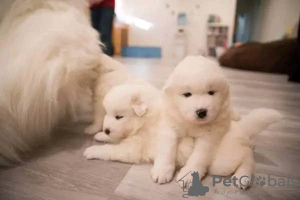 Photo №1. samoyed dog - for sale in the city of Sydney | 264$ | Announcement № 71711