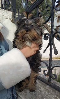 Photo №3. Mini Yorkie girl. Turkey