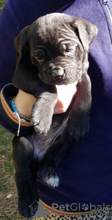 Photo №4. I will sell cane corso in the city of Tbilisi.  - price - 250$