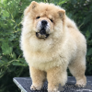 Additional photos: Chow Chow puppies for sale!