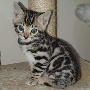 Photo №1. bengal cat - for sale in the city of Belgrade | 264$ | Announcement № 98344