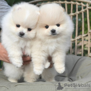 Photo №1. pomeranian - for sale in the city of Амстердам | negotiated | Announcement № 44022