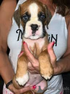 Photo №2 to announcement № 167116 for the sale of boxer - buy in Belgium private announcement, breeder