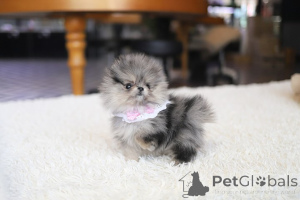Photo №2 to announcement № 154282 for the sale of pomeranian - buy in United States breeder