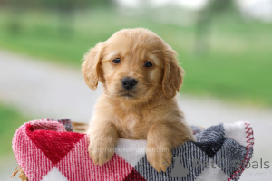 Photo №3. Adorable Golden Retriever Puppies Ready for Loving Homes. Germany