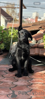 Photo №2 to announcement № 159097 for the sale of german shepherd - buy in Serbia breeder