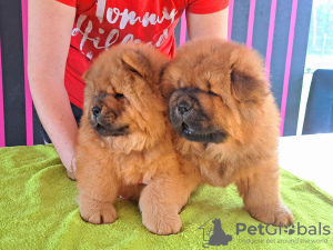 Photo №3. Chow chow puppies. Poland