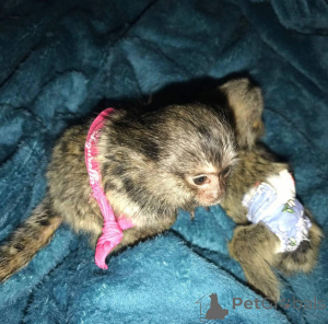 Photo №1.  - for sale in the city of Cheladna | negotiated | Announcement № 161694