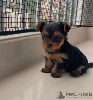 Photo №3. Yorkshire Terrier puppies. Germany