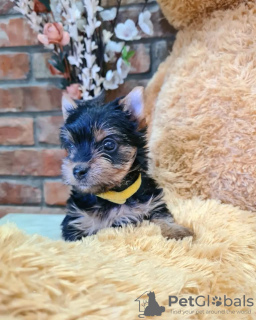 Photo №4. I will sell yorkshire terrier in the city of Zrenjanin. breeder - price - negotiated