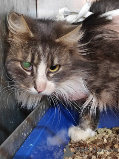 Photo №1.  - for sale in the city of Minsk | Is free | Announcement № 166210