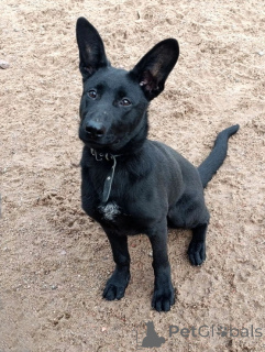 Photo №1. non-pedigree dogs - for sale in the city of St. Petersburg | Is free | Announcement № 175808