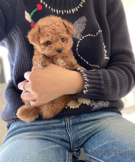 Photo №4. I will sell poodle (toy) in the city of Barcelona. private announcement - price - 376$