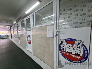 Photo №3. Hotel of dogs in Russian Federation