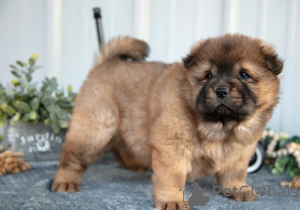 Photo №1. chow chow - for sale in the city of Dubai | negotiated | Announcement № 158655