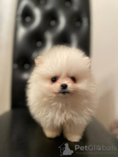 Photo №2 to announcement № 29713 for the sale of pomeranian - buy in Lithuania private announcement