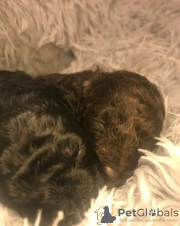 Additional photos: Our last stunning chocolate girl Toy poodle