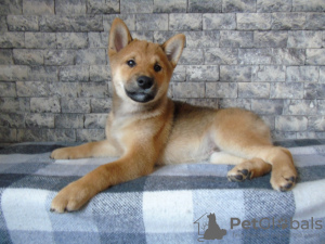 Photo №3. Shiba Inu (Shiba Inu) puppies. Ukraine