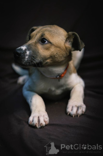 Photo №4. I will sell non-pedigree dogs in the city of Москва. private announcement - price - Is free