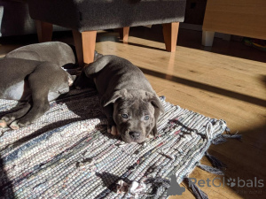 Photo №2 to announcement № 135292 for the sale of  - buy in Czech Republic 