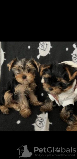 Photo №1. yorkshire terrier - for sale in the city of Regensburg | 280$ | Announcement № 119357