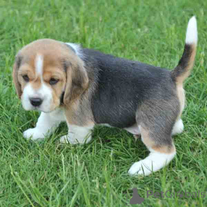Photo №2 to announcement № 163852 for the sale of beagle - buy in Austria private announcement, breeder