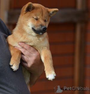 Photo №2 to announcement № 147106 for the sale of shiba inu - buy in Russian Federation private announcement, from nursery, breeder