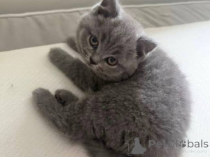 Photo №2 to announcement № 173778 for the sale of british shorthair - buy in United Kingdom private announcement, breeder
