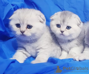 Photo №1. scottish fold - for sale in the city of Minsk | negotiated | Announcement № 36473