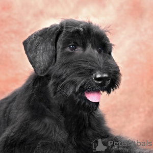 Photo №4. I will sell giant schnauzer in the city of Minsk. from nursery - price - 898$