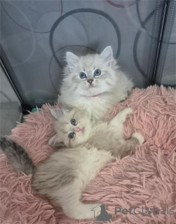 Photo №1. siberian cat - for sale in the city of Bünsdorf | 329$ | Announcement № 153179