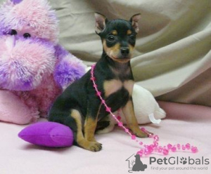 Photo №1. miniature pinscher - for sale in the city of Helsinki | negotiated | Announcement № 52239