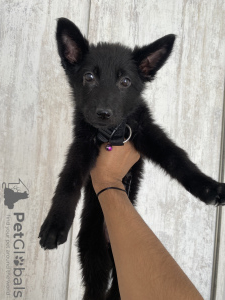 Photo №3. German Shepherd black. Georgia