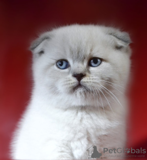 Photo №1. scottish fold - for sale in the city of Dnipro | 550$ | Announcement № 6095
