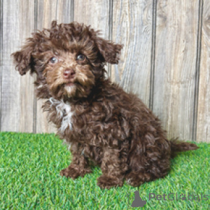 Photo №2 to announcement № 167877 for the sale of poodle (toy) - buy in Switzerland private announcement