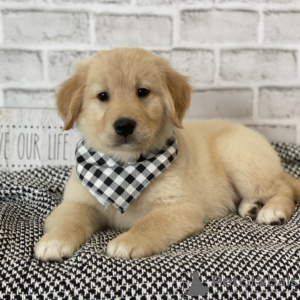 Photo №3. Gorgeous Golden Retriever Puppies. United States