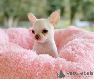 Photo №1. chihuahua - for sale in the city of Munich | negotiated | Announcement № 95262