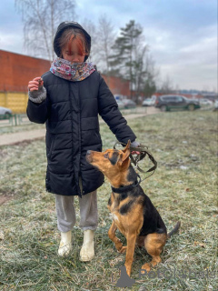 Photo №4. I will sell non-pedigree dogs in the city of Moscow river. private announcement - price - Is free