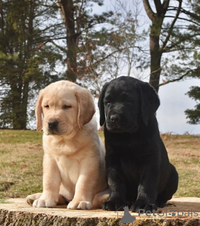 Photo №2 to announcement № 161536 for the sale of labrador retriever - buy in Germany private announcement