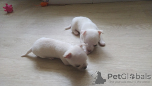 Photo №3. Chihuahua puppies. Belarus