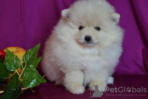 Additional photos: Pomeranian female