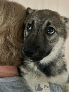 Additional photos: Two little puppies Chelsea and Lotta are looking for a home!